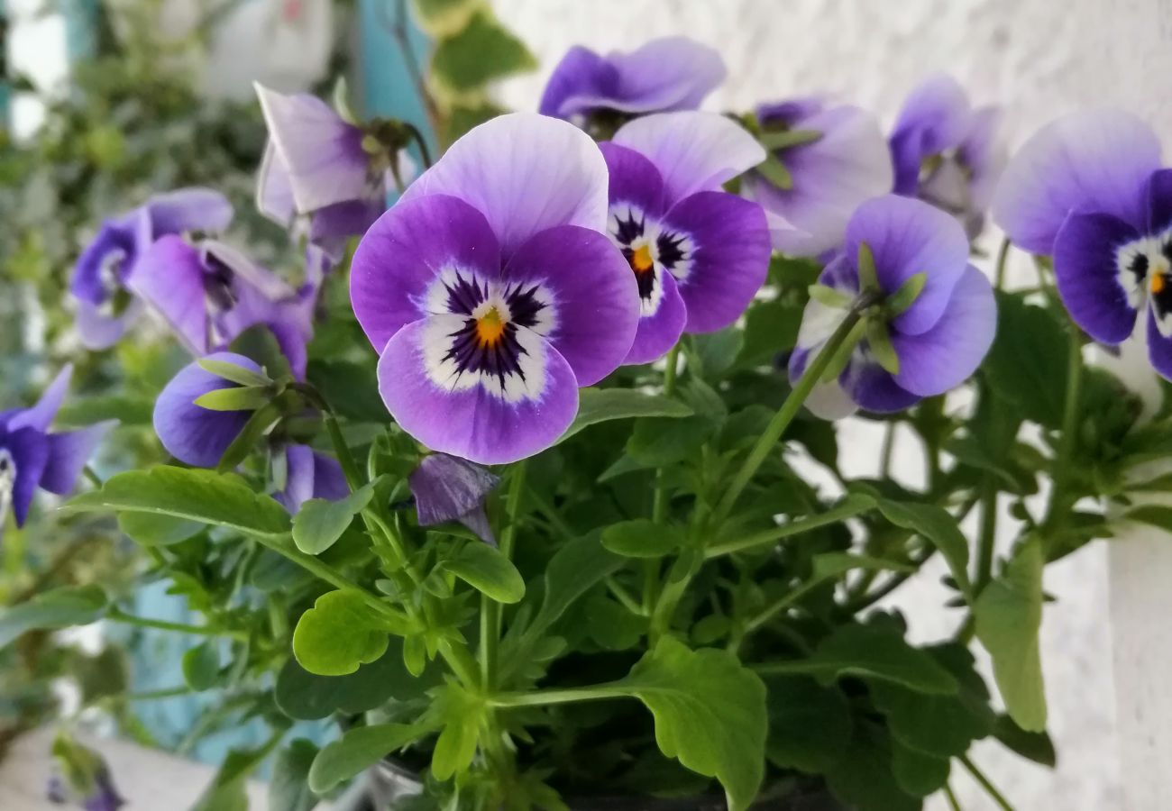 Casa rural em Gerês - Tea House Gerês